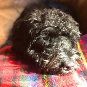 Meet your Posher, Jane